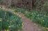 Annettes daffs.png