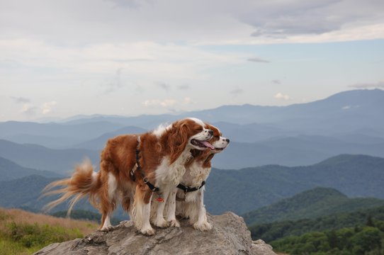mountain-dogs.JPG