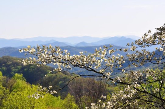 Dogwoods blooming in the Blue Ridge Mountains