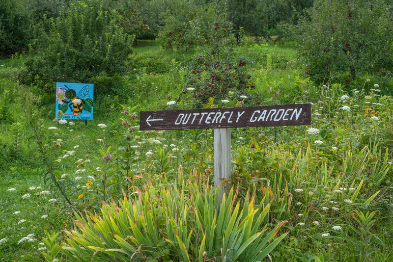 The butterfly garden at the Orchard at Altpass.