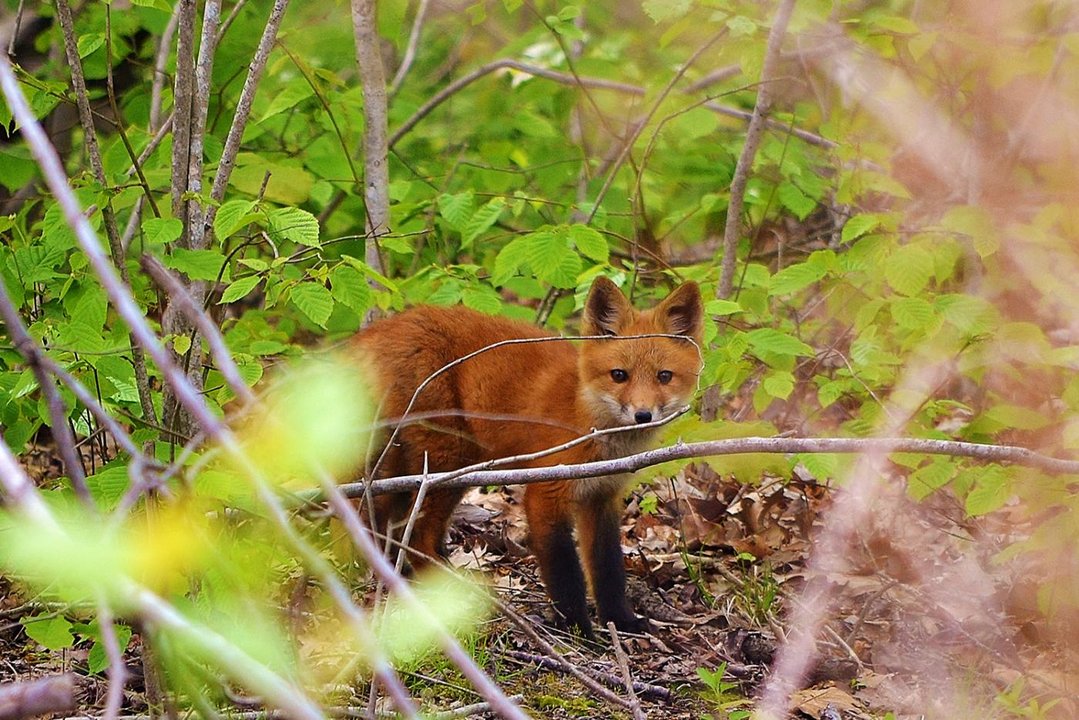 Red Fox at Lake James.jpg