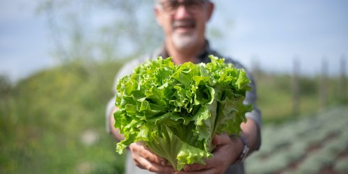 man holding lettuce at a farm