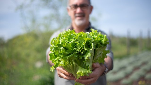man holding lettuce at a farm